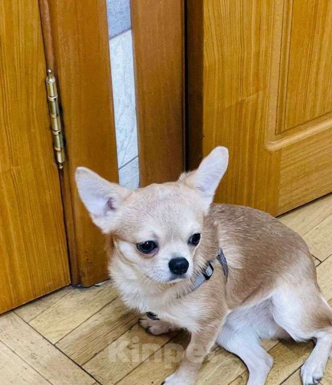 Собаки в Люберцах: Срочно продам щенка чихуахуа Мальчик, 10 000 руб. - фото 1