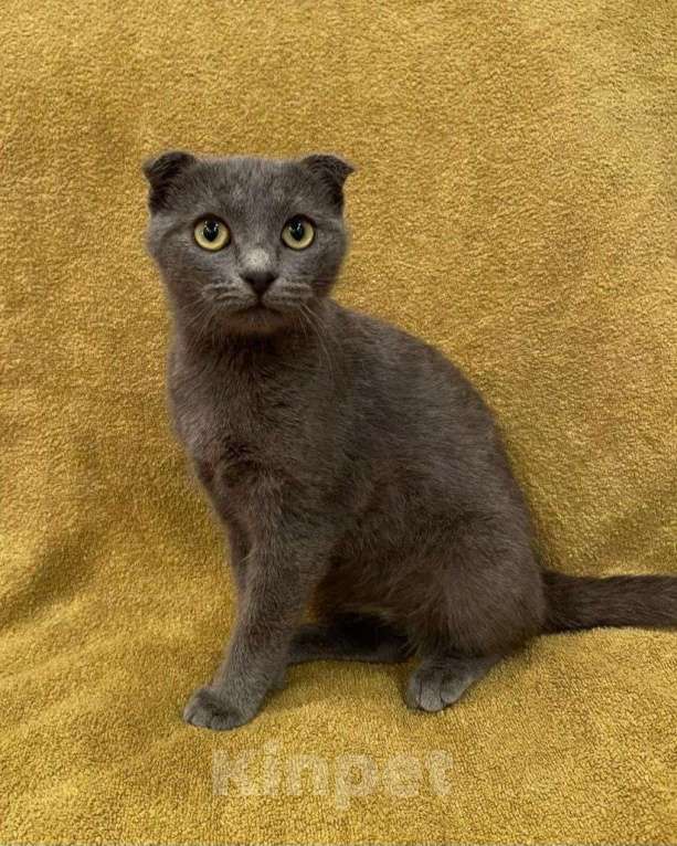 Кошки в Москве: Вислоухий котенок в добрые руки Девочка, Бесплатно - фото 3