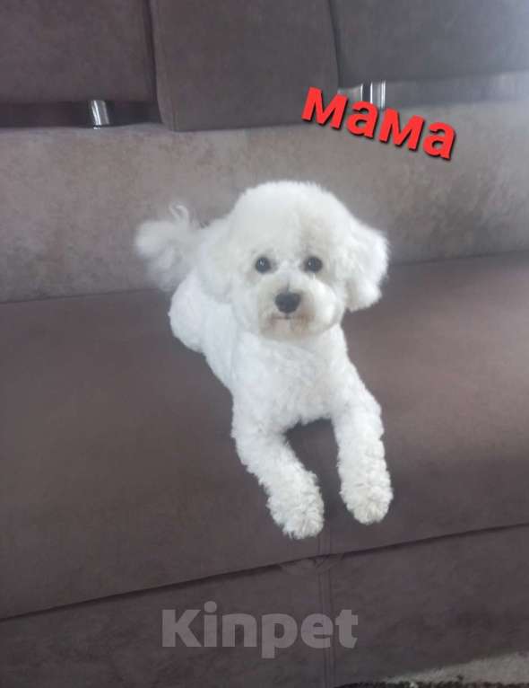 Собаки в Прокопьевске: Пушистые хвостики  Мальчик, 25 000 руб. - фото 6