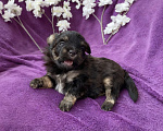 Собаки в Москве: Йорк без перецвета в сталь мальчик чёрный Мальчик, 50 000 руб. - фото 8