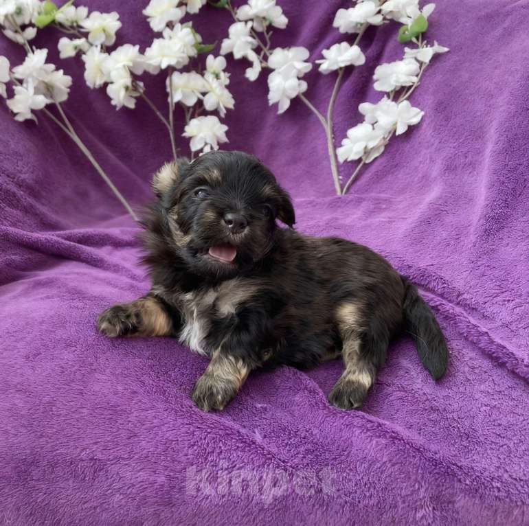 Собаки в Москве: Йорк без перецвета в сталь мальчик чёрный Мальчик, 50 000 руб. - фото 8