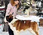 Собаки в Москве: Взрослый титулованный кобель Мальчик, Бесплатно - фото 4
