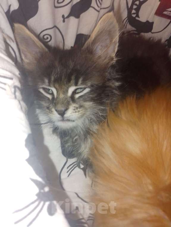 Кошки в Астрахани: Мейн-куны Разнополые, 12 000 руб. - фото 4