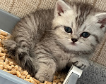 Кошки в Санкт-Петербурге: Шотландский прямоухий короткошерстый котенок Девочка, 10 000 руб. - фото 4