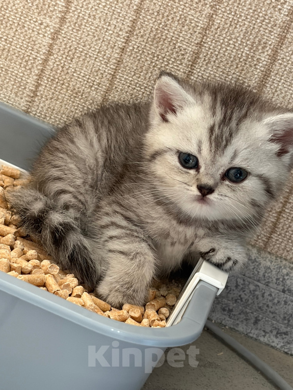 Кошки в Санкт-Петербурге: Шотландский прямоухий короткошерстый котенок Девочка, 10 000 руб. - фото 4