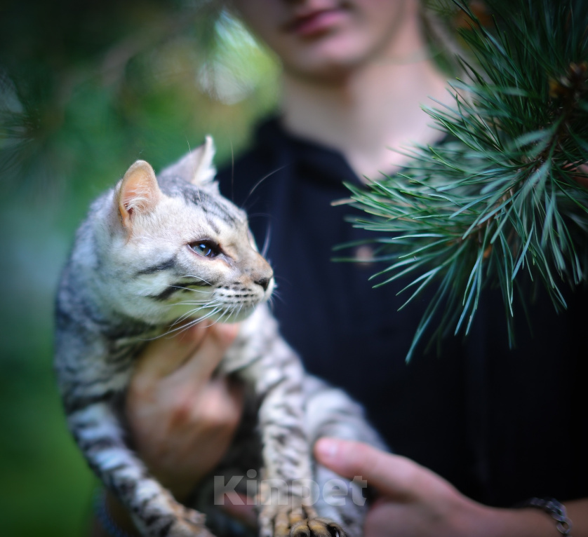 Кошки в Москве: Бенгальский котенок Мальчик, Бесплатно - фото 2