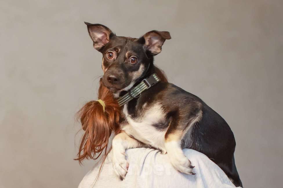 Собаки в Москве: Она смотрит на этот мир с высоты своих коротких лапок, но душа у неё большая и открытая Девочка, Бесплатно - фото 5