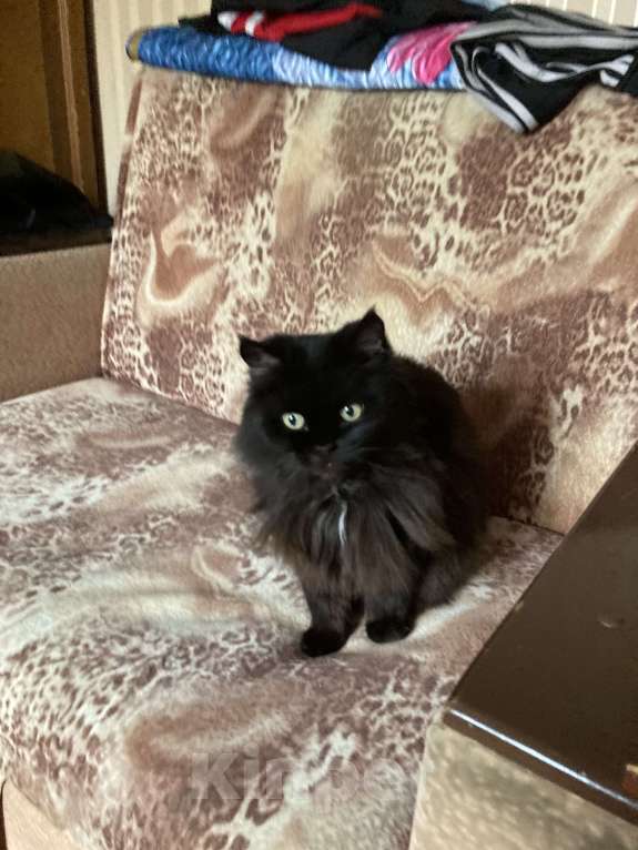 Кошки в Москве: кот Василий в добрые руки Мальчик, 1 руб. - фото 2