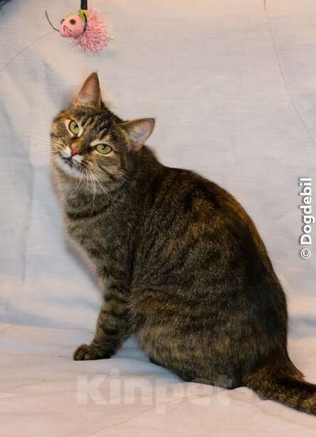 Кошки в Москве: Натан - чудо-кот (1,5 г.) в добрые руки Мальчик, Бесплатно - фото 6