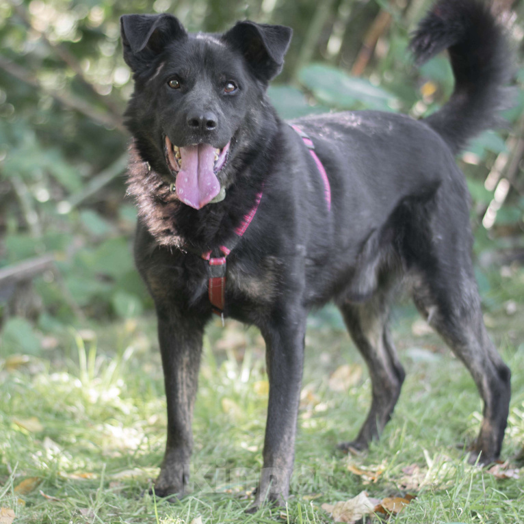Собаки в Москве: Рокко Мальчик, Бесплатно - фото 2