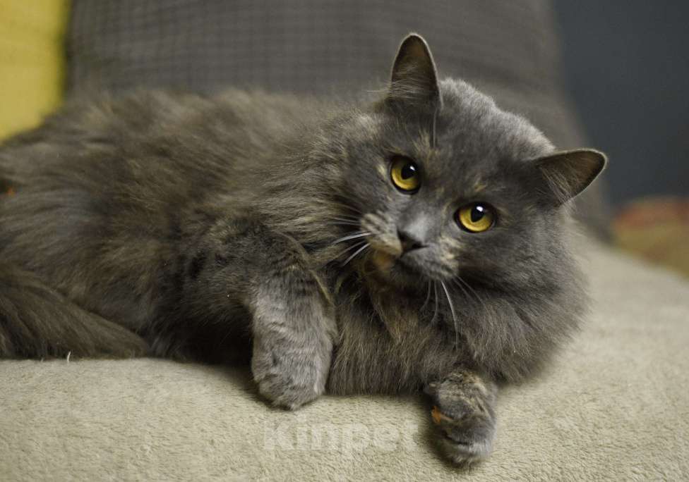 Кошки в Москве: кошка Хлоя в добрые руки Девочка, Бесплатно - фото 7