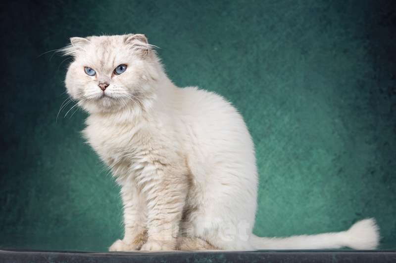 Кошки в Москве: Хайленд фолд серебристая шиншилла Океания в добрые руки Девочка, 1 руб. - фото 2