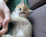Кошки в Ростове-на-Дону: Шотландские котята золотая шиншилла Мальчик, 12 000 руб. - фото 8