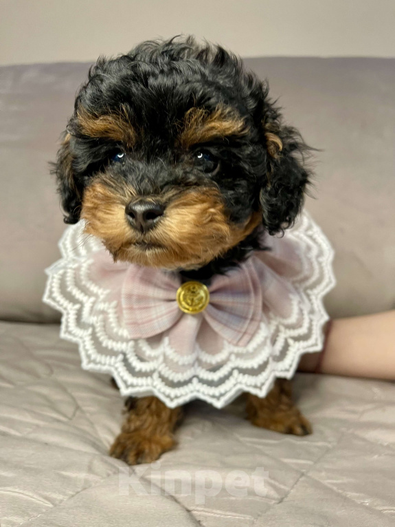 Собаки в Калуге: Той пудель девочка  Девочка, 120 000 руб. - фото 2