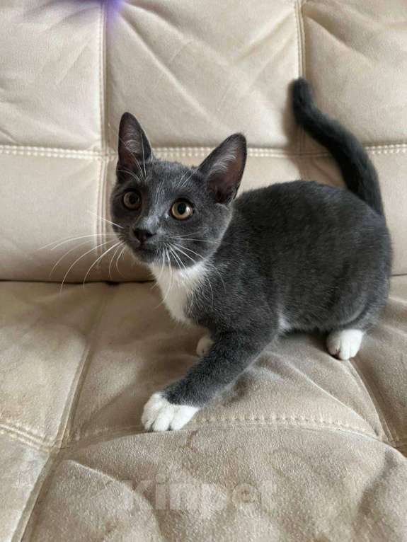 Кошки в Москве: Самый настоящий ребёнок - Мишелька в добрые руки  Девочка, Бесплатно - фото 4