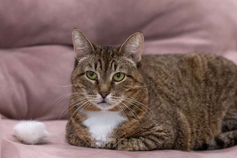 Кошки в Москве: Кошка Ройбуш в добрые руки Девочка, Бесплатно - фото 3