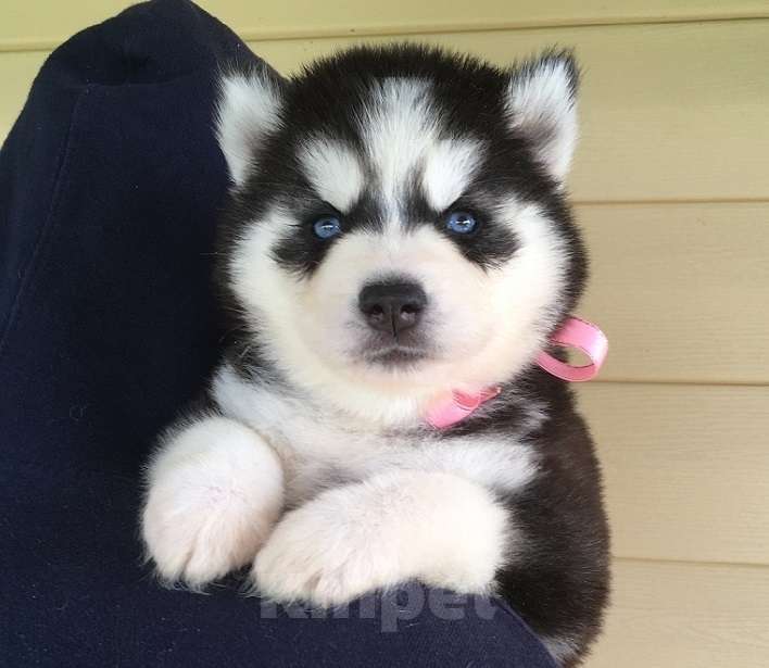 Собаки в Юрге: Хаски Щенки Разных окрасов Разнополые, Бесплатно - фото 1