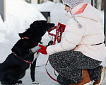 Собаки в Москве: Клюкве срочно нужен дом 🐾 Девочка, Бесплатно - фото 6