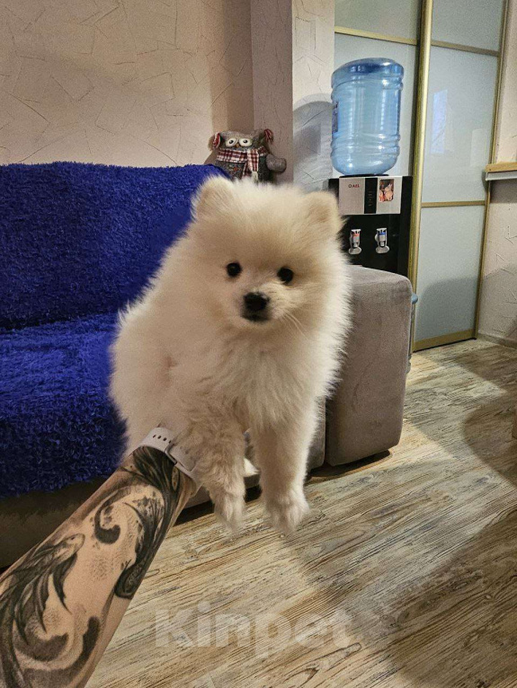 Собаки в Нижнем Новгороде: Бельчик в поисках любящих родителей! Мальчик, 25 000 руб. - фото 4