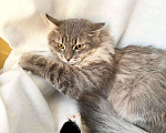 Кошки в Москве: Роскошный пепельный кот Пижон в дар Мальчик, Бесплатно - фото 5