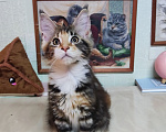 Кошки в Казани: Котята мейн-кун Разнополые, 25 000 руб. - фото 5