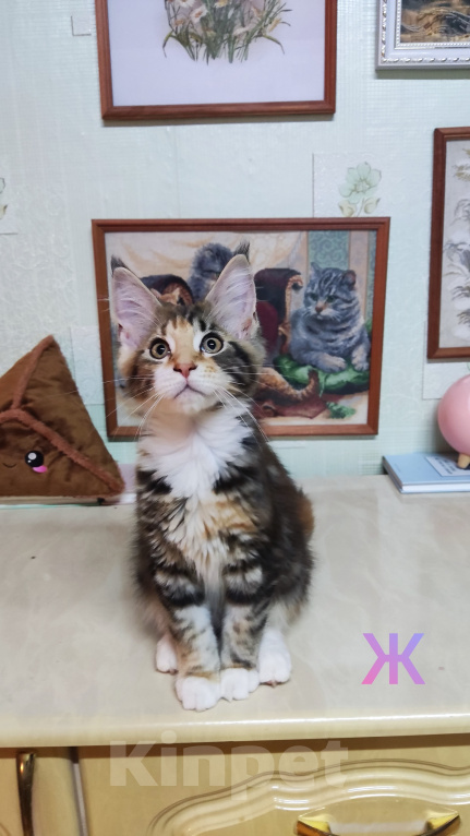 Кошки в Казани: Котята мейн-кун Разнополые, 25 000 руб. - фото 5