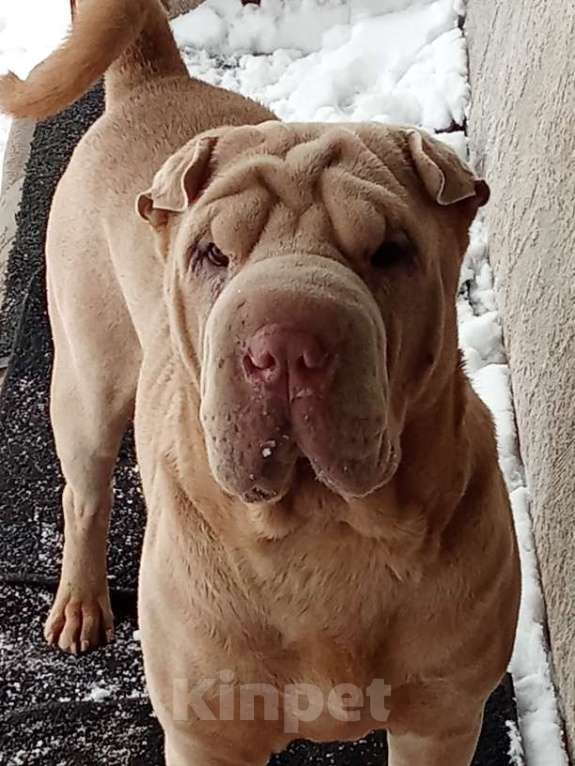 Собаки в Новосибирске: Мейсон ищет хрзяина! Мальчик, Бесплатно - фото 3