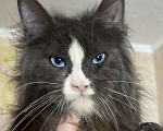 Кошки в Москве: Голубоглазый мейн-кун Мальчик, 57 000 руб. - фото 2