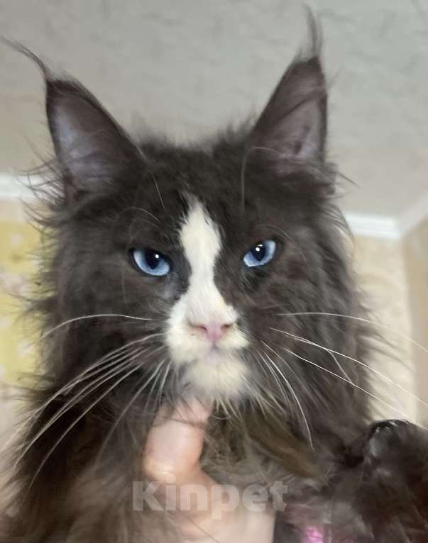 Кошки в Москве: Голубоглазый мейн-кун Мальчик, 57 000 руб. - фото 2