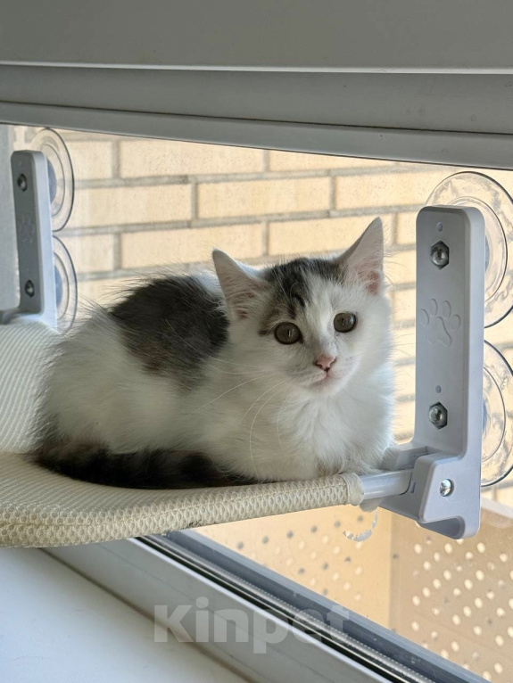 Кошки в Москве: Котенок в добрые руки Девочка, Бесплатно - фото 3