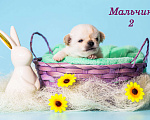Собаки в Казани: Щенки чихуахуа Мальчик, 50 000 руб. - фото 2