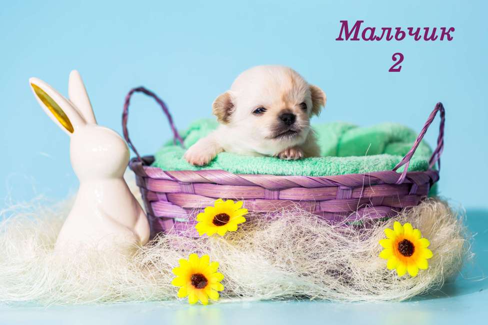 Собаки в Казани: Щенки чихуахуа Мальчик, 50 000 руб. - фото 2