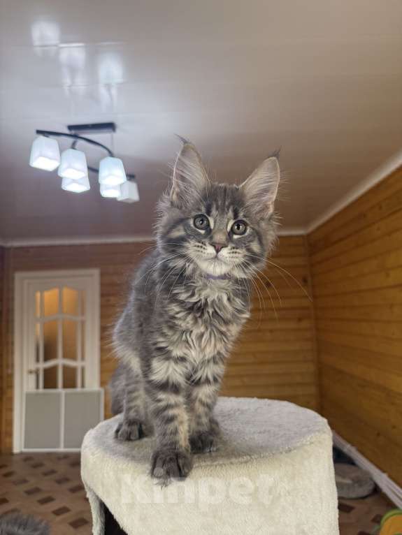 Кошки в Москве: Мейн-кун котенок Девочка, 50 000 руб. - фото 1