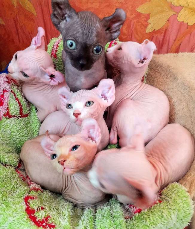 Кошки в Самаре: Чистокровные эльфы девочки Девочка, 5 000 руб. - фото 5