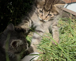 Кошки в Туле: Котята в добрые руки Мальчик, Бесплатно - фото 3