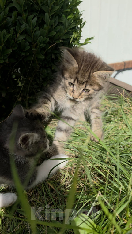 Кошки в Туле: Котята в добрые руки Мальчик, Бесплатно - фото 3