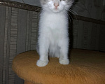Кошки в Барнауле: Котята кошки мышеловки Девочка, Бесплатно - фото 4