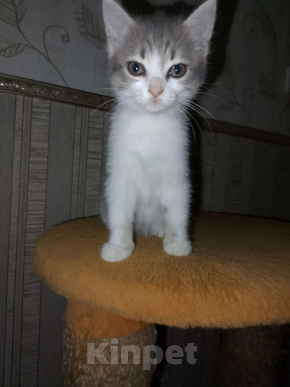 Кошки в Барнауле: Котята кошки мышеловки Девочка, Бесплатно - фото 4