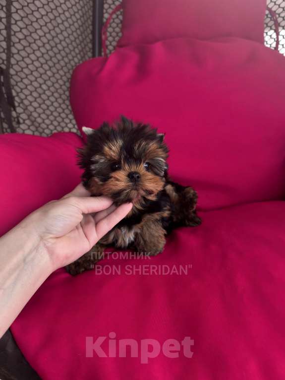 Собаки в Пушкино: Супер мини девочка йоркширский терьер Девочка, 130 000 руб. - фото 4