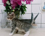 Кошки в Санкт-Петербурге: Монастырские котята Разнополые, Бесплатно - фото 4