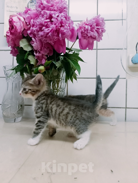 Кошки в Санкт-Петербурге: Монастырские котята Разнополые, Бесплатно - фото 4