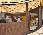 Кошки в Санкт-Петербурге: Надоевшие игрушки, три котенка и мама-кошка в добрые руки Девочка, 10 руб. - фото 1