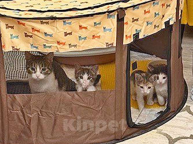 Кошки в Санкт-Петербурге: Надоевшие игрушки, три котенка и мама-кошка в добрые руки Девочка, 10 руб. - фото 1
