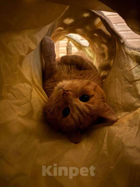 Кошки в Москве: Яша Солнышко Мальчик, Бесплатно - фото 1