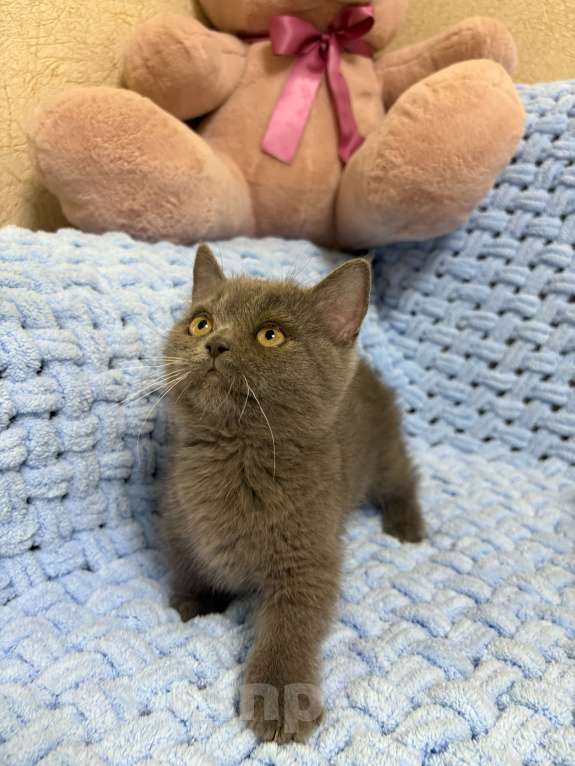 Кошки в Москве: Манчкин менуэт DBE Девочка, 100 000 руб. - фото 8