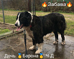 Собаки в Москве: Шикарная девочка Кавказского Волкодава!  Девочка, 35 000 руб. - фото 4