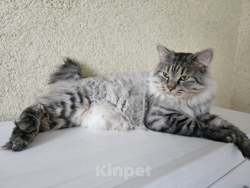 Кошки в других городах Краснодарского края: Курбобики Мальчик, 20 000 руб. - фото 5