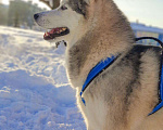 Собаки в Междуреченске: Вязка Хаски, Бесплатно - фото 2