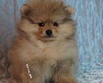 Собаки в Жуковском: Шпиц щенок  Мальчик, 35 000 руб. - фото 2