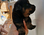 Собаки в Нефтекумске: Щенки ротвейлера продажа  Мальчик, 8 000 руб. - фото 6